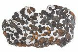 Polished Sericho Pallasite Meteorite ( g) Slice - Kenya #300775-1